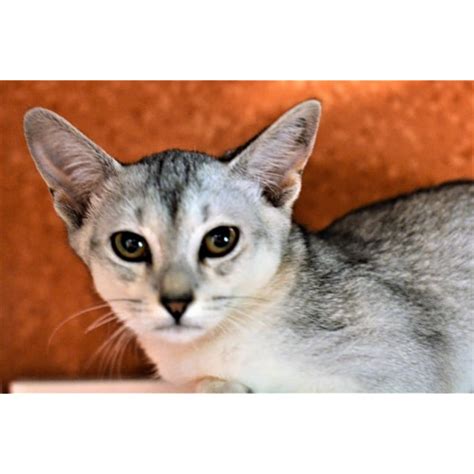 Silver Female Abyssinian Mix Cat In Qld Petrescue