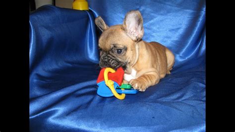 Pups are going on 5 weeks mom is a mr miagi daughter, miagi bred back to his daughter(unique kratos littermate sister) ped is insane. French Bulldog Puppies for Sale in Orlando FL, French ...