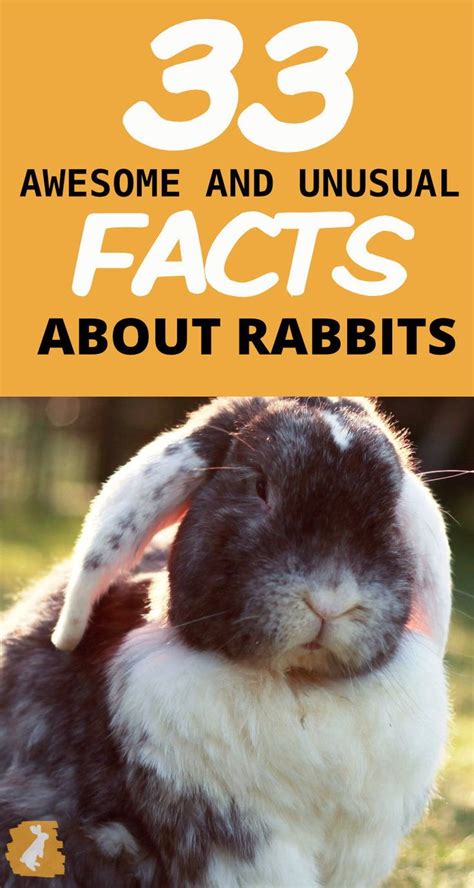 33 Awesome Rabbit Facts To Impress Your Friends Rabbit