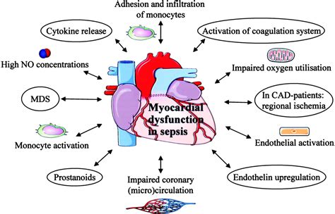 Sepsis And The Heart Circulation