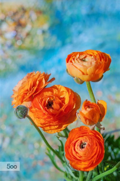 Orange Ranunculus By Mihai Lefter Orange Ranunculus Flower Pots