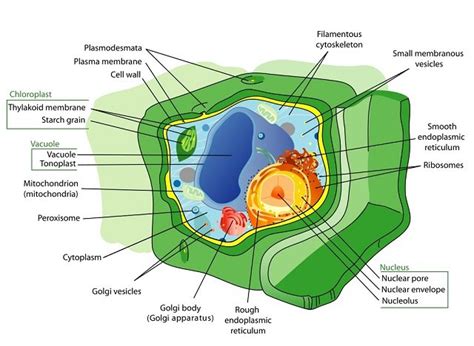 Organelles of the plant cell and their functions - Learner trip