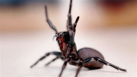 Sydney Funnel Web Spider ‘hercules Sets Record For Largest Nbc Los