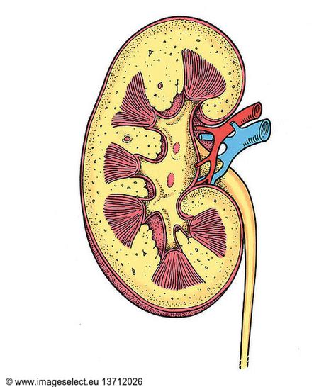 Anatomical Illustration Of Right Kidney Anatomical Illustration Of