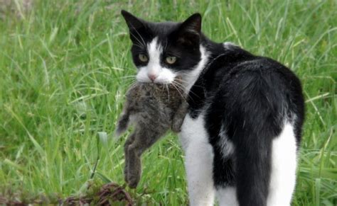 Cats In Australia Kill More Than 1 Million Birds Every Day