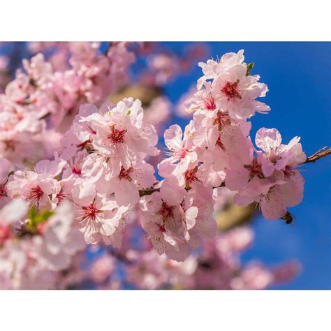 Online Orchards Akebono Cherry Blossom Tree Bare Root 3 Ft To 4 Ft