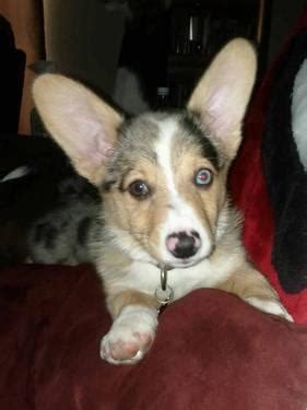 They love to cuddle, are super playful, and love being by their owners. Registered BLUE MERLE WELSH CORGI PUPPIES for Sale in ...