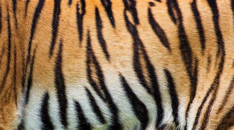 10 fascinating facts about tigers