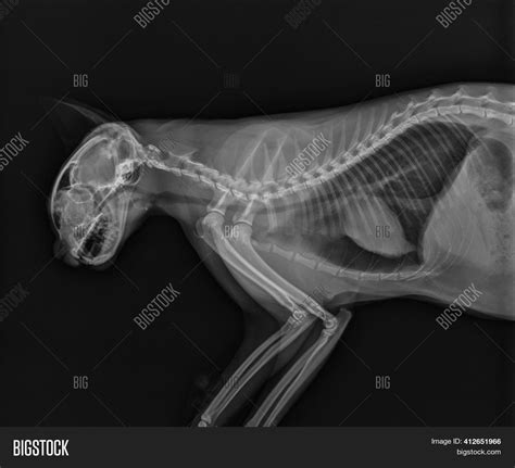 Cat X Ray Thorax Image And Photo Free Trial Bigstock