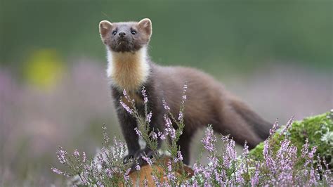 Pine Marten Facts And Information Trees For Life