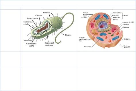 Cuadro Comparativo De Las C Lulas Procariota Y Eucariota Biology Notes
