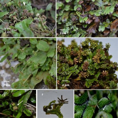 May 28, 2021 · les scientifiques ont confirmé le rôle du fameux gène en en privant un mutant d'une mousse, marchantia paleacea. (A) Gametophytic thalli of Marchantia paleacea. (B ...