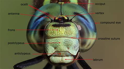 Dragonfly Anatomy