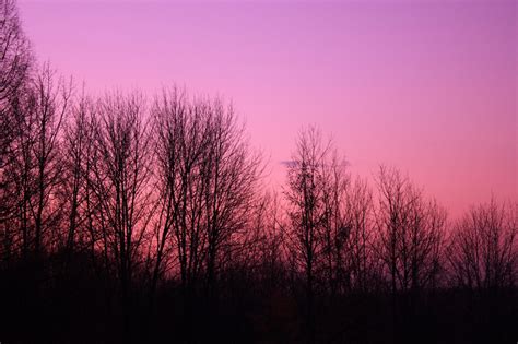 Purple Sky Over Trees At Pike Lake State Park Wisconsin Image Free
