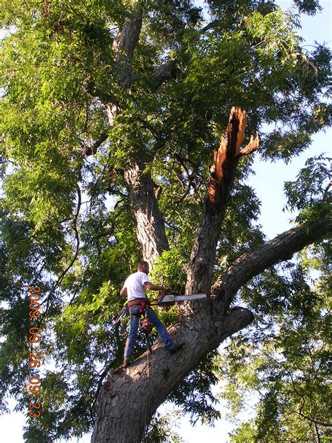 Tree Repair By Our Tree Care Doctor Protect Your Trees White Rock