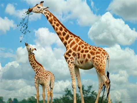 Baby Giraffe Wallpaper Wallpapersafari