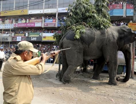 Vídeo flagra ataque de elefante selvagem em vilarejo da Índia Reuters