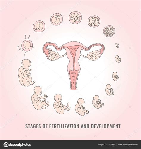 Infografía de las etapas del embarazo con proceso de fecundación y desarrollo del embrión
