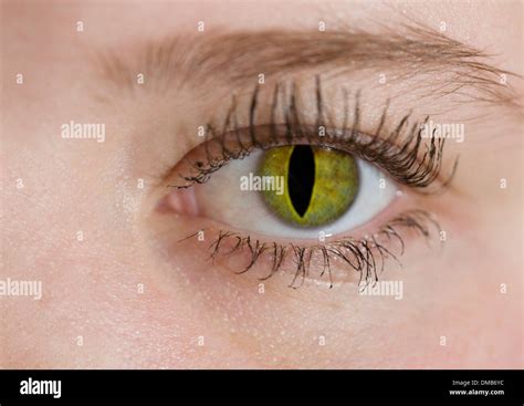 A Human Eye With The Iris Of A Cat Stock Photo Alamy