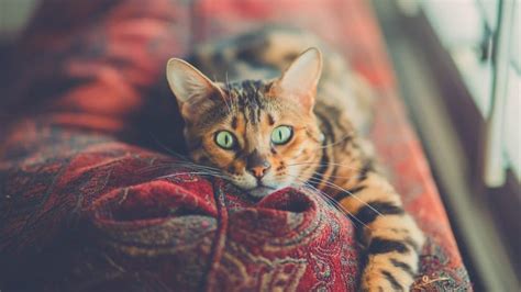 Owning a hypoallergenic cat doesn't mean you will never react, but it does reduce your chances of being affected by them daily. What's the Best Hypoallergenic Cat Litter in 2020? - CatlyCat