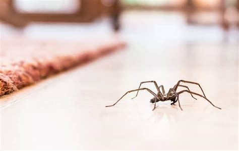 How To Keep Spiders Out Of Your Spring Hill Home