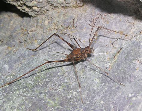 Long Legged Spider Cricket Gryllidae Phalangopsinae La Gruta Cave