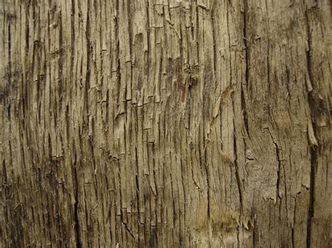 Tree Texture 11 By Lunanyxstock On Deviantart
