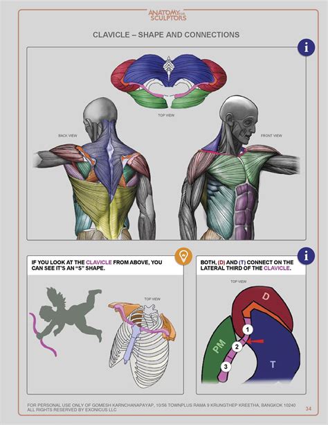 Anatomy For Sculptors Pdf To Flipbook Anatomy Reference Drawing