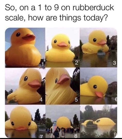Somewhere Between 5 And 9 Rubber Duck Funny Duck Funny Memes
