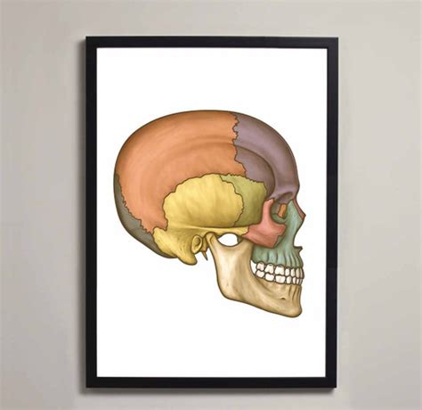 Lateral Skull Fine Art Print Illustration Poster Skull Anatomy Art
