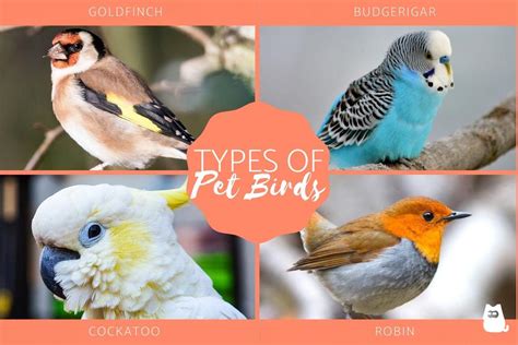 10 Different Types Of Pet Birds With Pictures