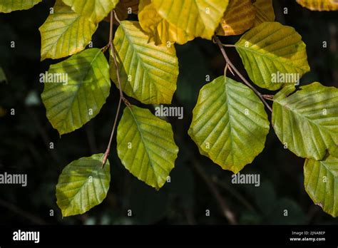 Beech Leaves Fagus Sylvatica Photographed In Early Autumn Just As The