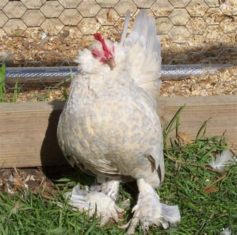 We did not find results for: Pin on Chickens