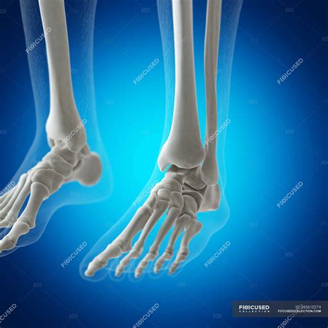 Ilustración De Huesos Del Pie En Esqueleto Humano Sobre Fondo Azul