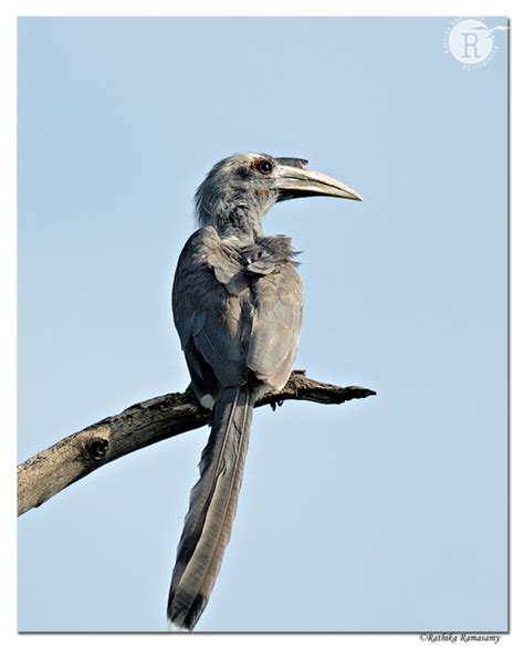 Rathika Ramasamys Wildlife Photography Birds Profile Indian Grey
