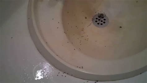 Ants Invade A Bathroom Youtube