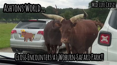 Close Encounters At Woburn Safari Park Youtube