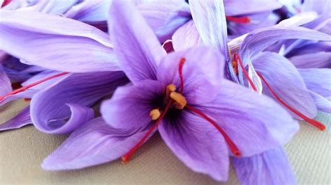 Saffron Easy Way To Grow It Indoor Our Easy Tips Here Vegetable