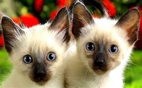 Cute Siamese Kittens Photos