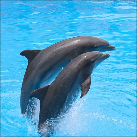 Playful Dolphins Photo By Konstantinov Aleksandr Dolphin Photos