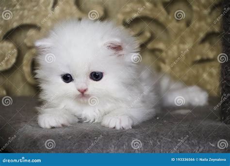White Persian Little Kitten Sweet Fluffy Kitty Blue Eyes Ornate