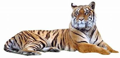 Tiger Transparent Clipart Bengal Siberian Harimau Clip