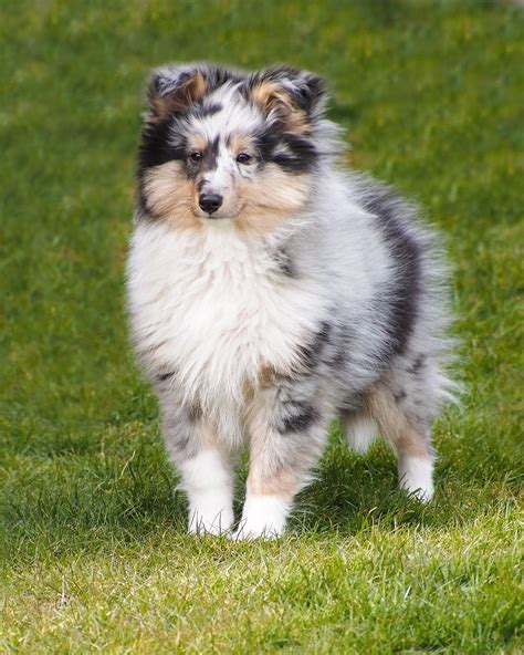 Its All About The Light Puppies Shetland Sheepdog Puppies Sheltie