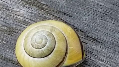Grove Snail Land Snail Spotted In Oyster Bay New York Youtube