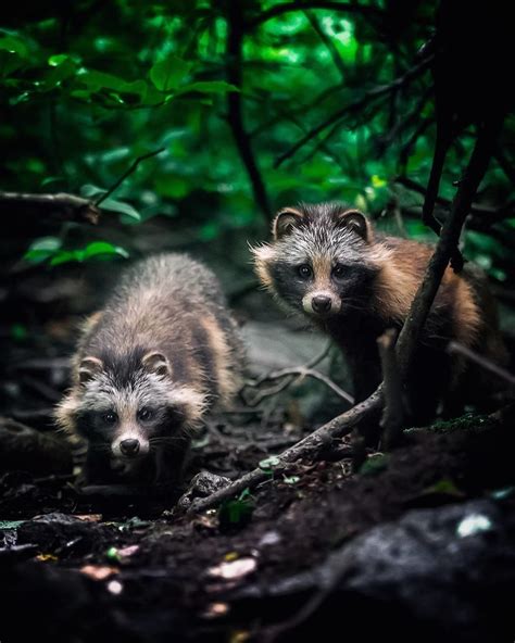 41 Magical Animal Photos That Prove Fairy Forests Are Real In Finland