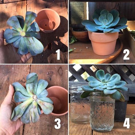 The damage could be from sunburn but in my country succulents. Here's a quick post about water propagation, which is ...