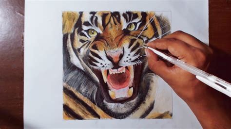 Maybe you would like to learn more about one of these? Drawing A Tiger - Animal drawing series 4 - Prismacolor pencils. - YouTube