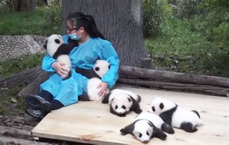 Бяцхан панда нарыг тэвэрч эрхлүүвэл 32000 амдолларын цалин авна