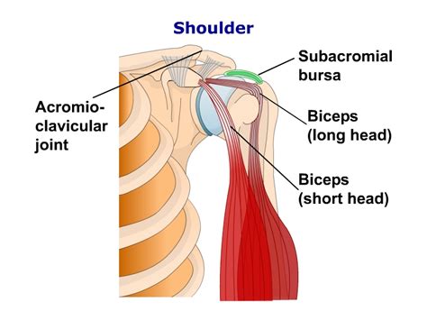 Shoulder Anatomy Sho Bloomsbury Health Centre