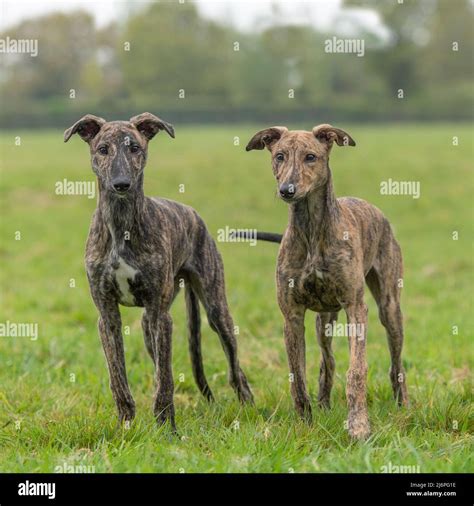 Lurcher Puppy Dog Hi Res Stock Photography And Images Alamy